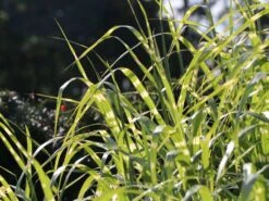 Chinaschilf 'Giraffe' -Angebote Blumen Takt Store chinaschilf giraffe m059528 w 6