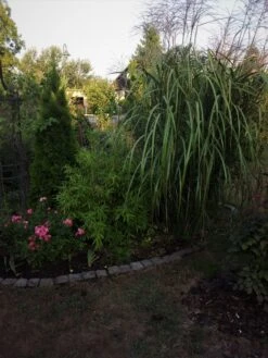 Chinaschilf 'Goliath' -Angebote Blumen Takt Store chinaschilf goliath m044894 660763 0