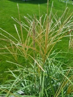 Chinaschilf 'Hermann Müssel' -Angebote Blumen Takt Store chinaschilf hermann muessel m059533 1143135 0