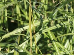 Chinaschilf 'Hermann Müssel' -Angebote Blumen Takt Store chinaschilf hermann muessel m059533 w 0