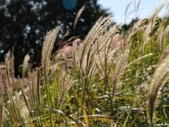 Chinaschilf 'Hermann Müssel' -Angebote Blumen Takt Store chinaschilf hermann muessel m059533 w 1