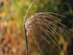 Chinaschilf 'Hermann Müssel' -Angebote Blumen Takt Store chinaschilf hermann muessel m059533 w 2