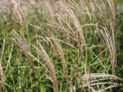 Chinaschilf 'Hermann Müssel' -Angebote Blumen Takt Store chinaschilf hermann muessel m059533 w 3