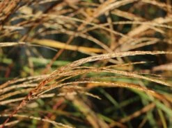 Chinaschilf 'Hermann Müssel' -Angebote Blumen Takt Store chinaschilf hermann muessel m059533 w 5