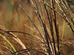 Chinaschilf 'Hermann Müssel' -Angebote Blumen Takt Store chinaschilf hermann muessel m059533 w 6