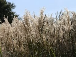 Chinaschilf 'Kleine Fontäne' -Angebote Blumen Takt Store chinaschilf kleine fontaene m009080 w 0