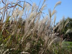 Chinaschilf 'Kleine Fontäne' -Angebote Blumen Takt Store chinaschilf kleine fontaene m009080 w 1