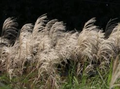 Chinaschilf 'Kleine Fontäne' -Angebote Blumen Takt Store chinaschilf kleine fontaene m009080 w 2
