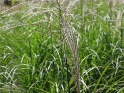 Chinaschilf 'Kleine Fontäne' -Angebote Blumen Takt Store chinaschilf kleine fontaene m009080 w 3