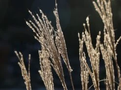 Chinaschilf 'Kleine Fontäne' -Angebote Blumen Takt Store chinaschilf kleine fontaene m009080 w 4