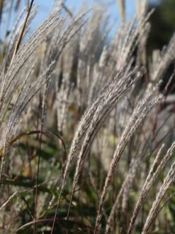 Chinaschilf 'Kleine Fontäne' -Angebote Blumen Takt Store chinaschilf kleine fontaene m009080 w 5