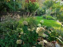 Chinaschilf 'Kleine Silberspinne' -Angebote Blumen Takt Store chinaschilf kleine silberspinne m011238 551380 0