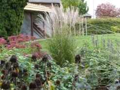 Chinaschilf 'Kleine Silberspinne' -Angebote Blumen Takt Store chinaschilf kleine silberspinne m011238 765787 0