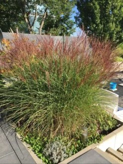 Chinaschilf 'Kleine Silberspinne' -Angebote Blumen Takt Store chinaschilf kleine silberspinne m011238 799825 0