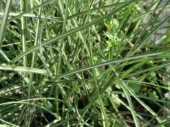 Chinaschilf 'Kleine Silberspinne' -Angebote Blumen Takt Store chinaschilf kleine silberspinne m011238 w 0