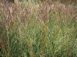 Chinaschilf 'Kleine Silberspinne' -Angebote Blumen Takt Store chinaschilf kleine silberspinne m011238 w 1