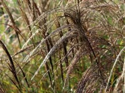 Chinaschilf 'Kleine Silberspinne' -Angebote Blumen Takt Store chinaschilf kleine silberspinne m011238 w 2