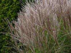 Chinaschilf 'Kleine Silberspinne' -Angebote Blumen Takt Store chinaschilf kleine silberspinne m011238 w 4