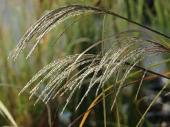 Chinaschilf 'Kleine Silberspinne' -Angebote Blumen Takt Store chinaschilf kleine silberspinne m011238 w 6