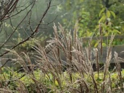 Chinaschilf 'Kleine Silberspinne' -Angebote Blumen Takt Store chinaschilf kleine silberspinne m011238 w 9