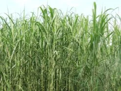 Chinaschilf -Angebote Blumen Takt Store chinaschilf m068540 w 1