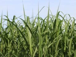 Chinaschilf -Angebote Blumen Takt Store chinaschilf m068540 w 2