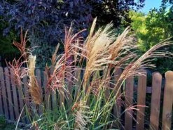 Chinaschilf 'Malepartus' -Angebote Blumen Takt Store chinaschilf malepartus m009062 551380 0