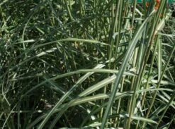 Chinaschilf 'Malepartus' -Angebote Blumen Takt Store chinaschilf malepartus m009062 w 0