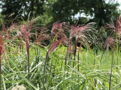 Chinaschilf 'Malepartus' -Angebote Blumen Takt Store chinaschilf malepartus m009062 w 10