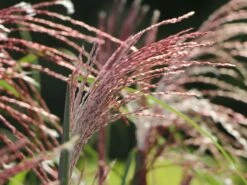 Chinaschilf 'Malepartus' -Angebote Blumen Takt Store chinaschilf malepartus m009062 w 11