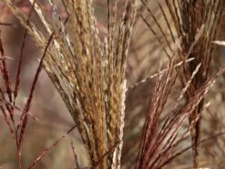 Chinaschilf 'Malepartus' -Angebote Blumen Takt Store chinaschilf malepartus m009062 w 13