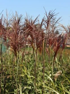 Chinaschilf 'Malepartus' -Angebote Blumen Takt Store chinaschilf malepartus m009062 w 3