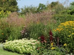 Chinaschilf 'Malepartus' -Angebote Blumen Takt Store chinaschilf malepartus m009062 w 4