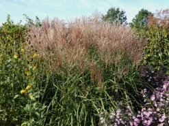 Chinaschilf 'Malepartus' -Angebote Blumen Takt Store chinaschilf malepartus m009062 w 5