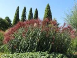 Chinaschilf 'Malepartus' -Angebote Blumen Takt Store chinaschilf malepartus m009062 w 6