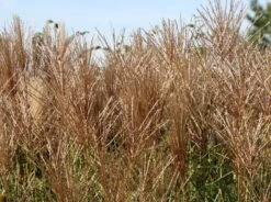 Chinaschilf 'Malepartus' -Angebote Blumen Takt Store chinaschilf malepartus m009062 w 7