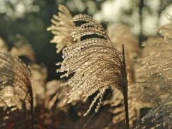 Chinaschilf 'Malepartus' -Angebote Blumen Takt Store chinaschilf malepartus m009062 w 8