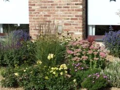 Chinaschilf 'Morning Light' -Angebote Blumen Takt Store chinaschilf morning light m044732 765787 0