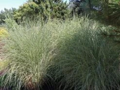 Chinaschilf 'Morning Light' -Angebote Blumen Takt Store chinaschilf morning light m044732 w 0