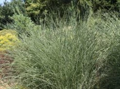 Chinaschilf 'Morning Light' -Angebote Blumen Takt Store chinaschilf morning light m044732 w 1