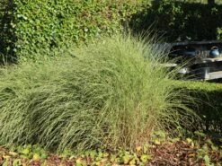 Chinaschilf 'Morning Light' -Angebote Blumen Takt Store chinaschilf morning light m044732 w 10