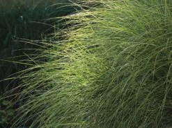 Chinaschilf 'Morning Light' -Angebote Blumen Takt Store chinaschilf morning light m044732 w 3