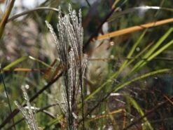 Chinaschilf 'Morning Light' -Angebote Blumen Takt Store chinaschilf morning light m044732 w 4