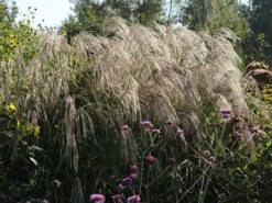 Chinaschilf 'Morning Light' -Angebote Blumen Takt Store chinaschilf morning light m044732 w 6