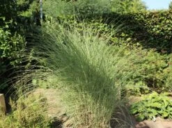 Chinaschilf 'Morning Light' -Angebote Blumen Takt Store chinaschilf morning light m044732 w 7