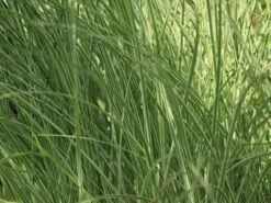 Chinaschilf 'Morning Light' -Angebote Blumen Takt Store chinaschilf morning light m044732 w 8