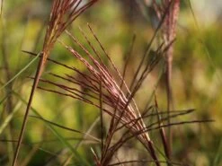 Chinaschilf 'Nippon' -Angebote Blumen Takt Store chinaschilf nippon m010836 w 3