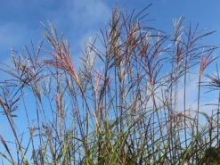 Chinaschilf 'Nippon' -Angebote Blumen Takt Store chinaschilf nippon m010836 w 4