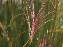 Chinaschilf 'Nippon' -Angebote Blumen Takt Store chinaschilf nippon m010836 w 5