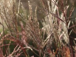 Chinaschilf 'Nippon' -Angebote Blumen Takt Store chinaschilf nippon m010836 w 6